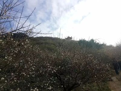 红星 一个励志的青梅传奇